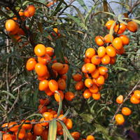 Sanddorn weiblich 'Leikora' - Hippophae rhamnoides 'Leikora'