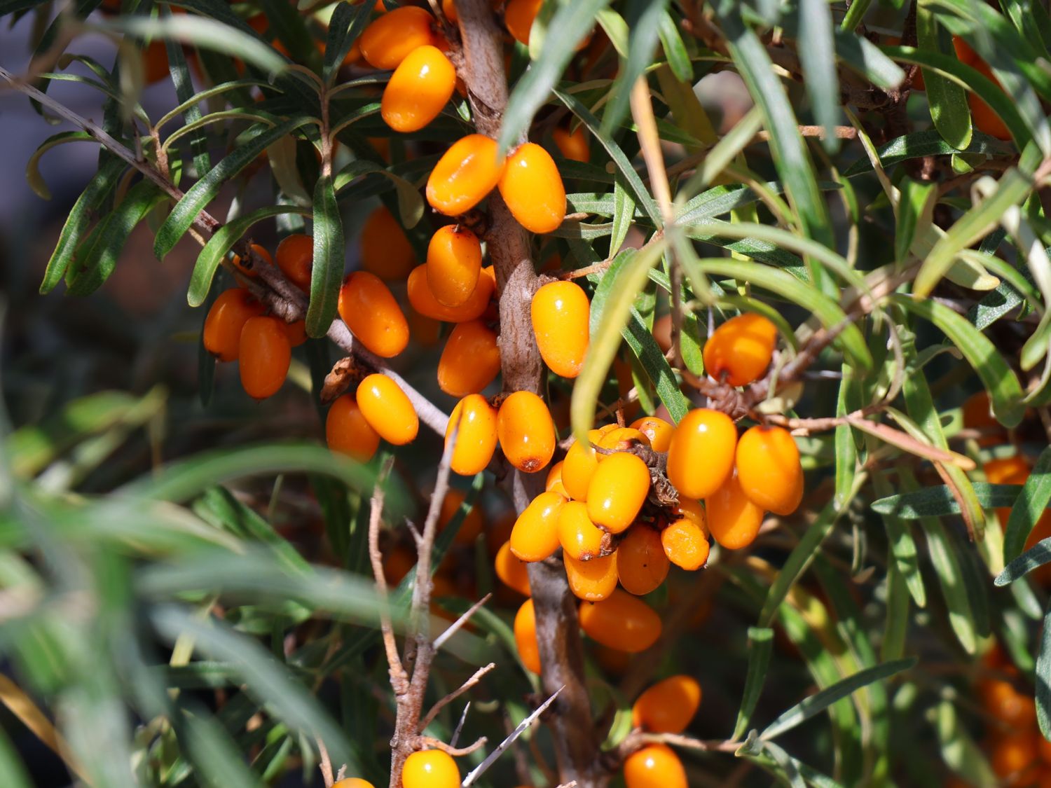Sanddorne (Hippophae) Infos & Pflanzen dieser Gattung