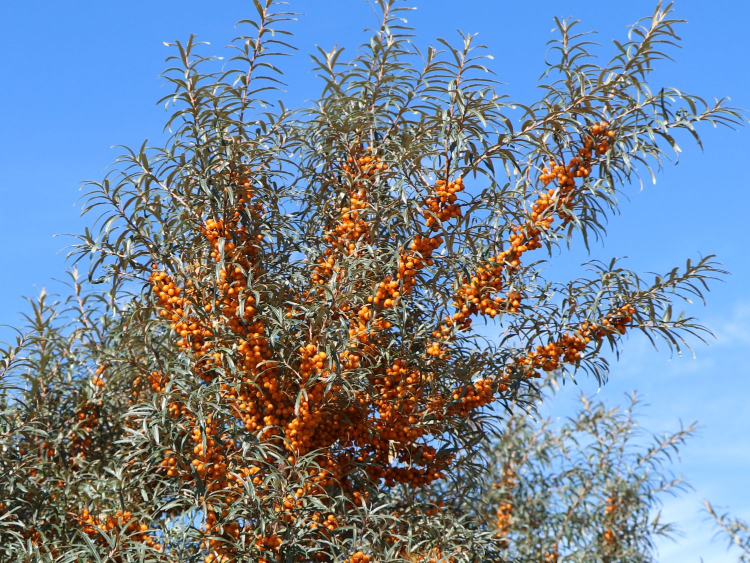 Sanddorn weiblich 'Sirola' (S) Hippophae rhamnoides 'Sirola' (S