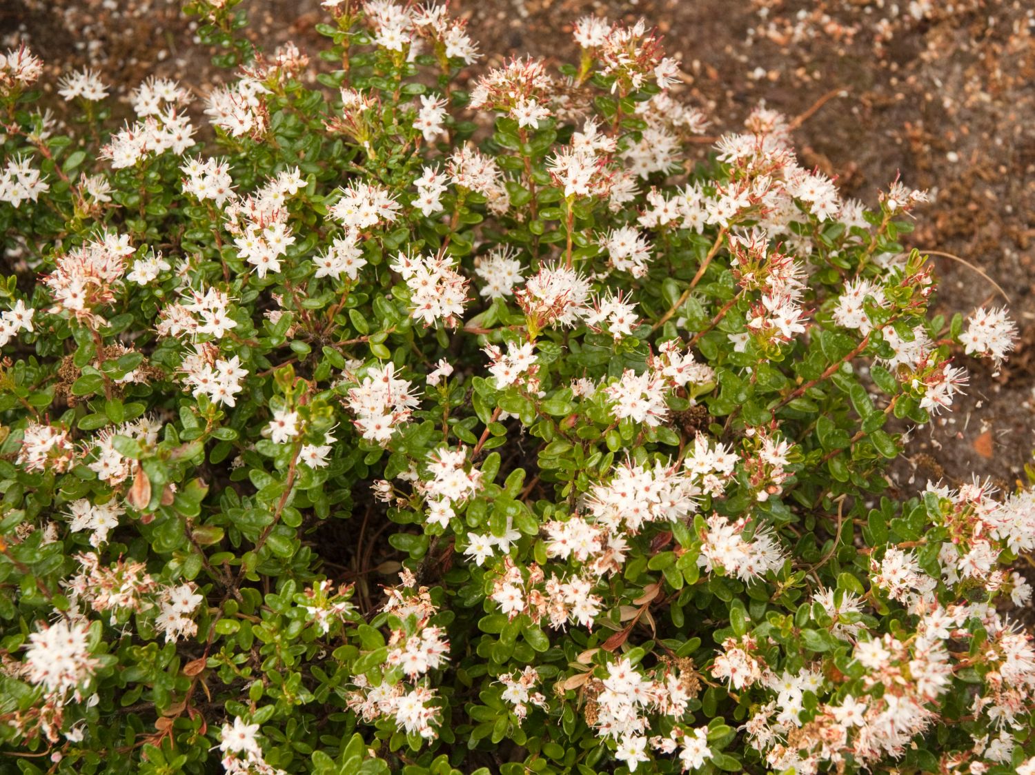 Leiophyllum (Leiophyllum)