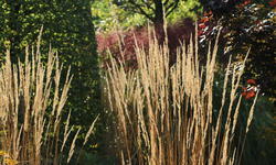 Sandrohr 'Karl Foerster'