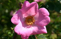 Sandrose / Carolina-Rose / Wiesenrose