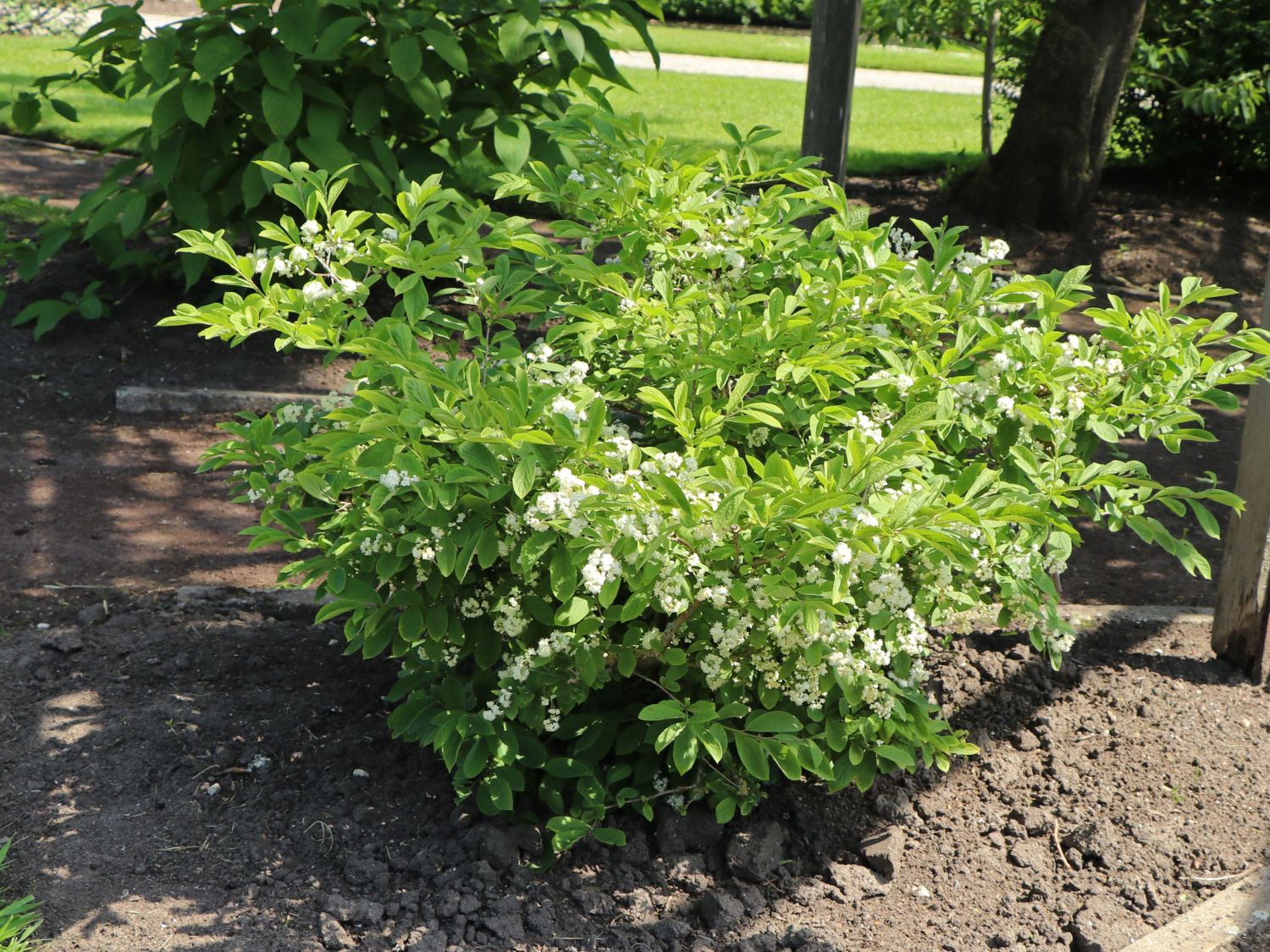 Symplocos (Symplocos)