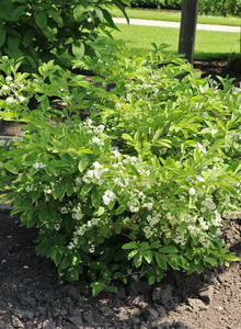 Symplocos (Symplocos)