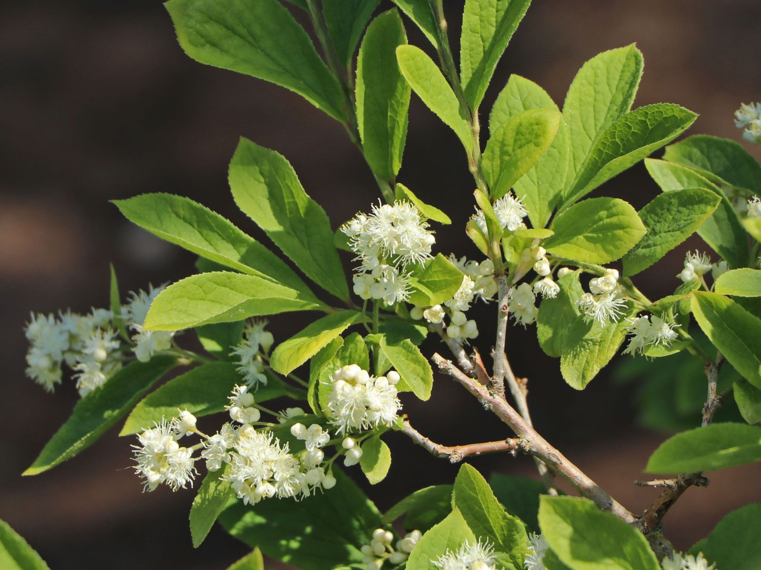 Symplocaceae (Symplocaceae)