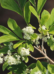 Symplocaceae (Symplocaceae)