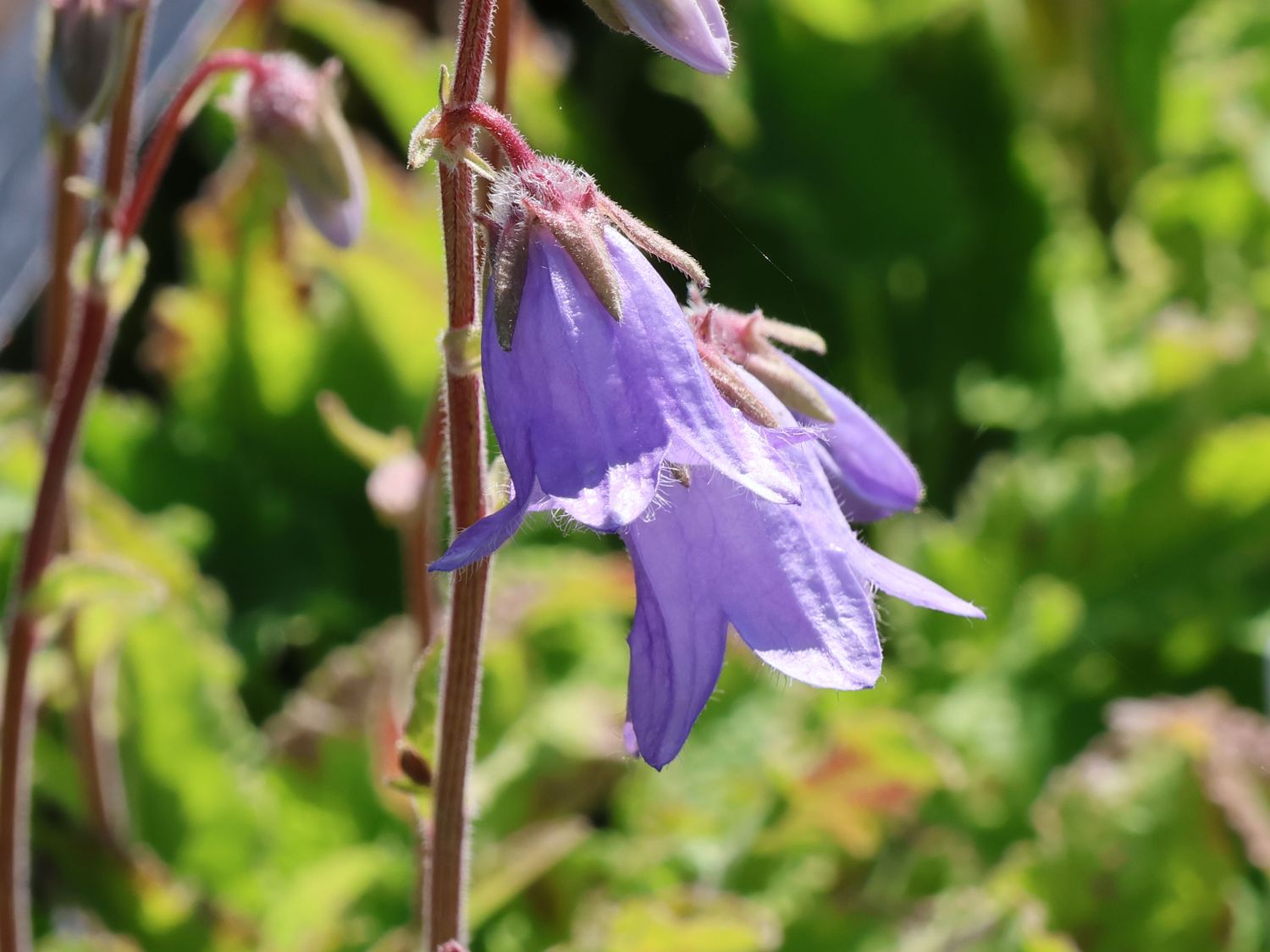 Sarmatische Glockenblume