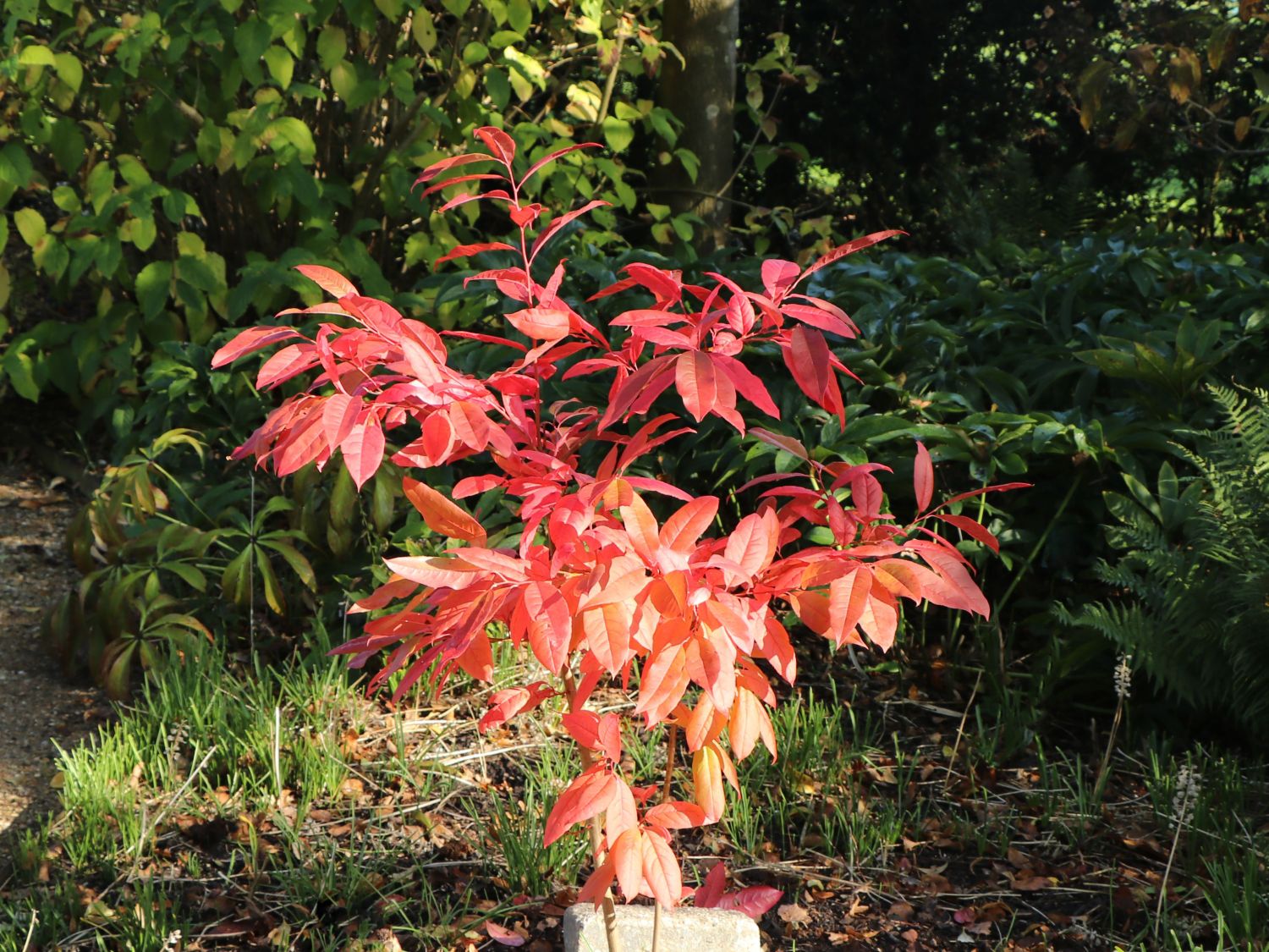 Sauerbaum - Oxydendrum arboreum
