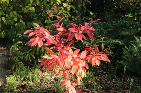Sauerbaum - Oxydendrum arboreum