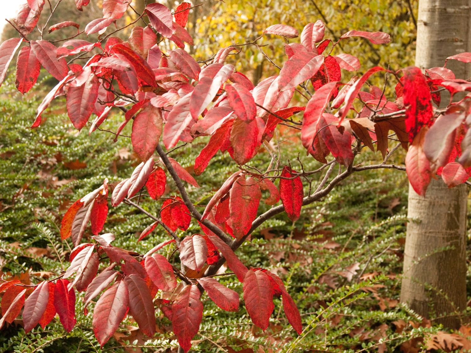 Oxydendrum (Oxydendrum)
