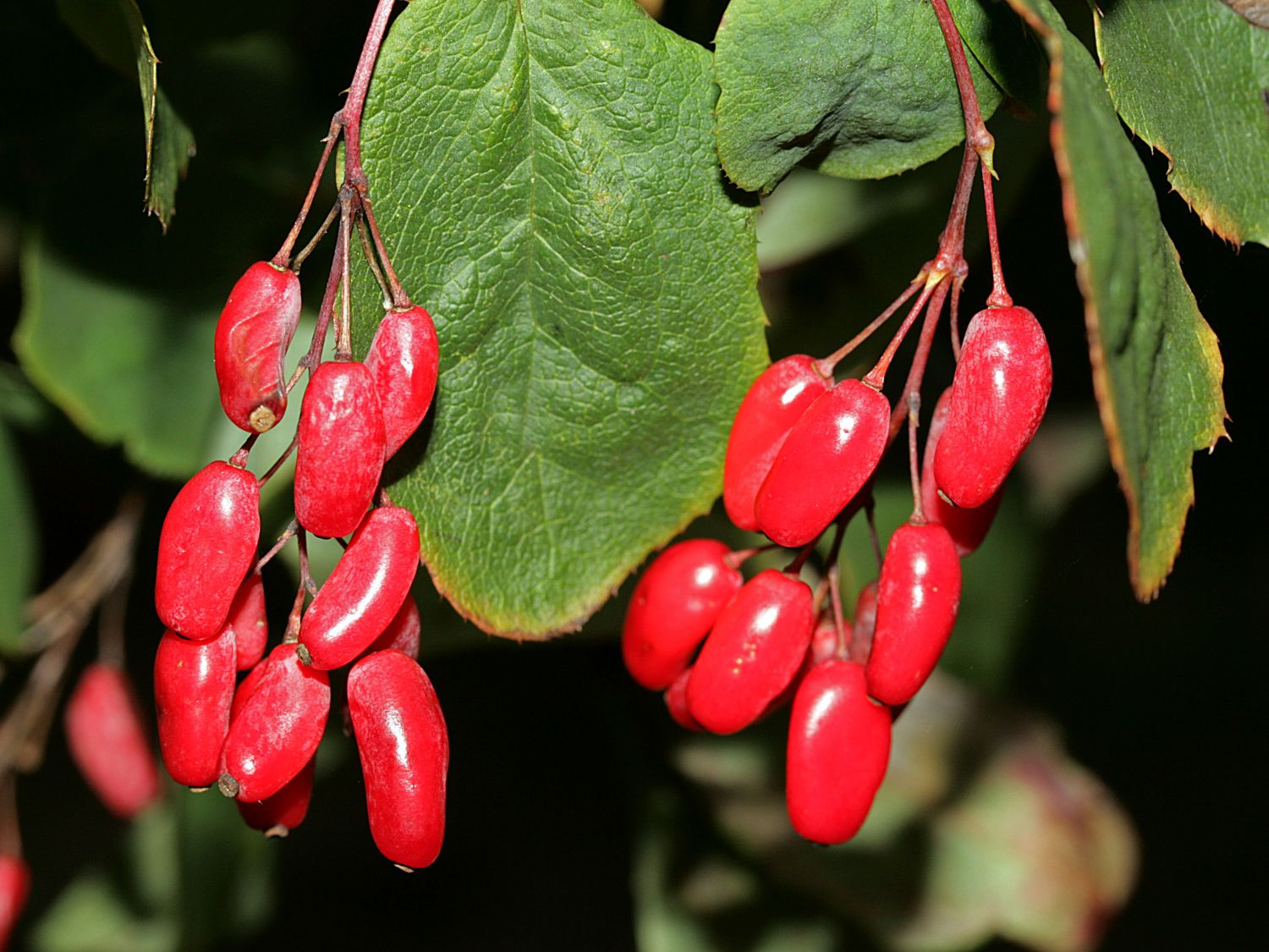Sauerdorn / Gemeine Berberitze - Berberis vulgaris