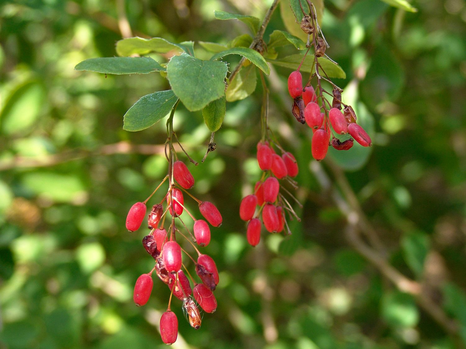 Sauerdorn / Gemeine Berberitze - Berberis vulgaris