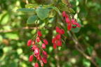 Sauerdorn / Gemeine Berberitze - Berberis vulgaris