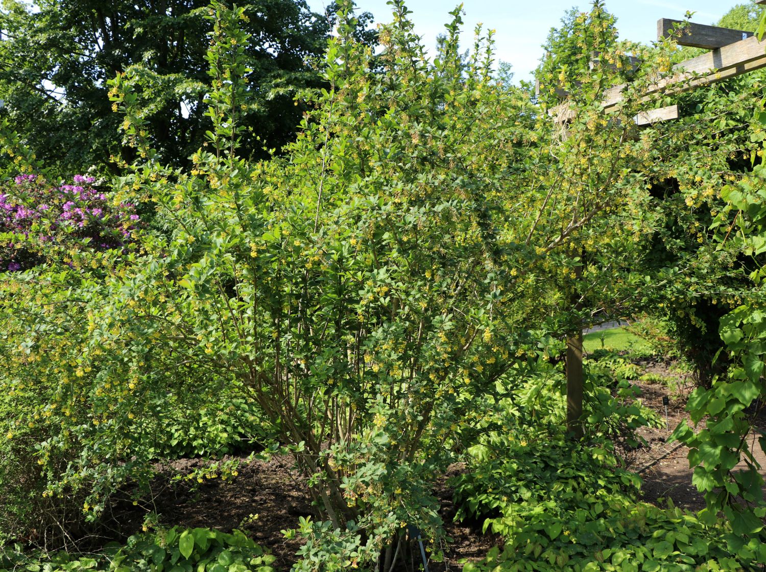 Sauerdorn / Gemeine Berberitze - Berberis vulgaris