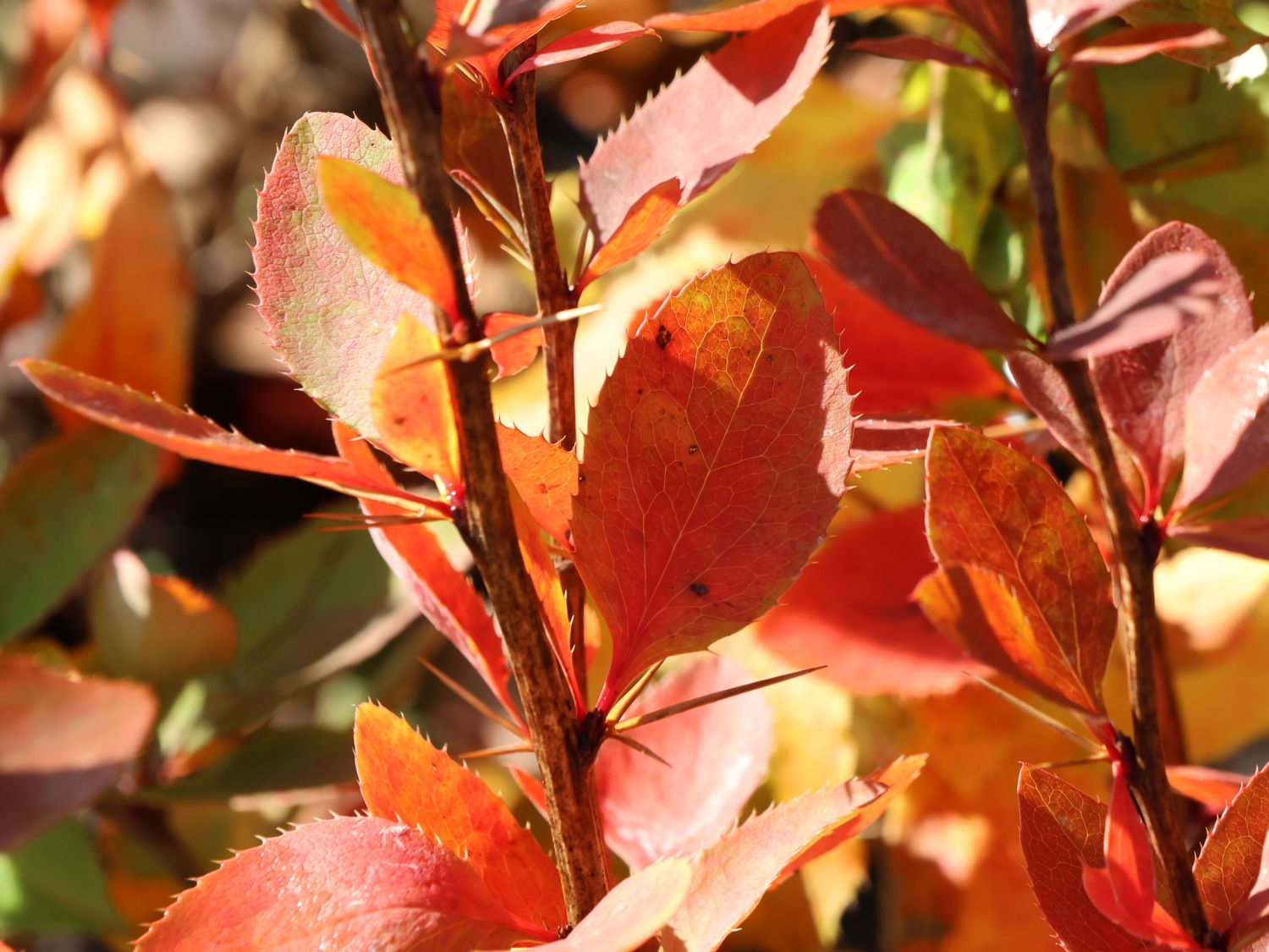 Sauerdorn / Gemeine Berberitze - Berberis vulgaris