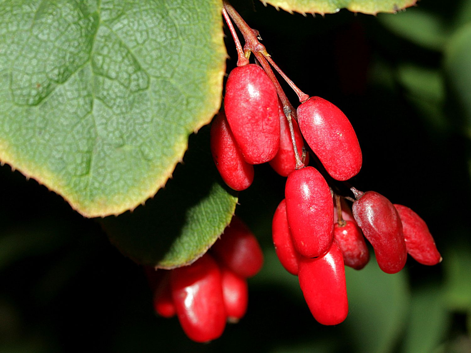 Sauerdorn / Gemeine Berberitze - Berberis vulgaris