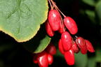 Sauerdorn / Gemeine Berberitze - Berberis vulgaris