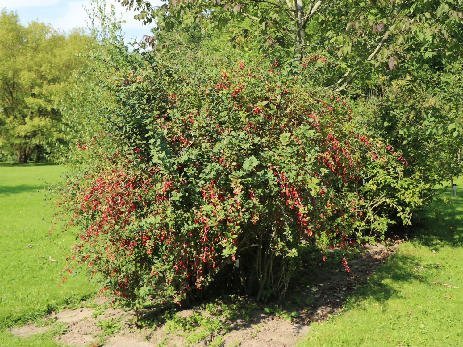Sauerdorn / Gemeine Berberitze - Berberis vulgaris