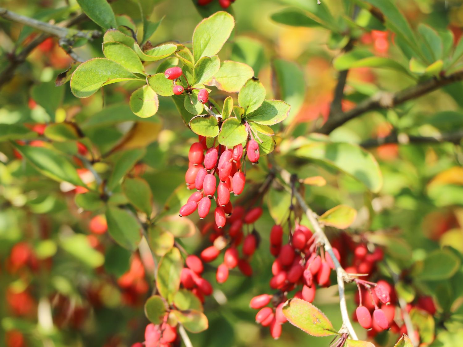 Sauerdorn / Gemeine Berberitze - Berberis vulgaris