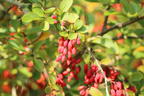 Sauerdorn / Gemeine Berberitze - Berberis vulgaris