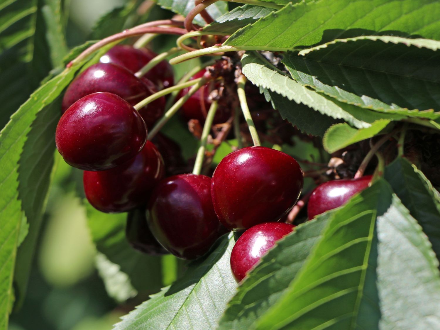 Sauerkirsche 'Achat'
