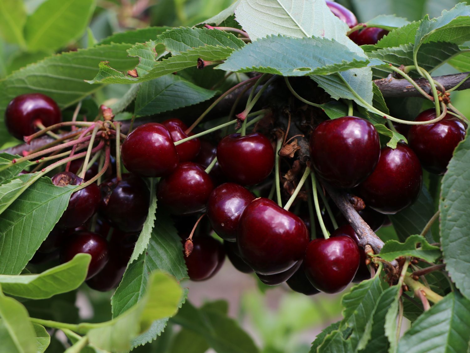 Säulenkirsche 'Coralin'