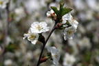 Sauerkirsche 'Gerema' - Prunus 'Gerema'