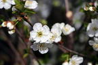 Sauerkirsche 'Gerema' - Prunus 'Gerema'