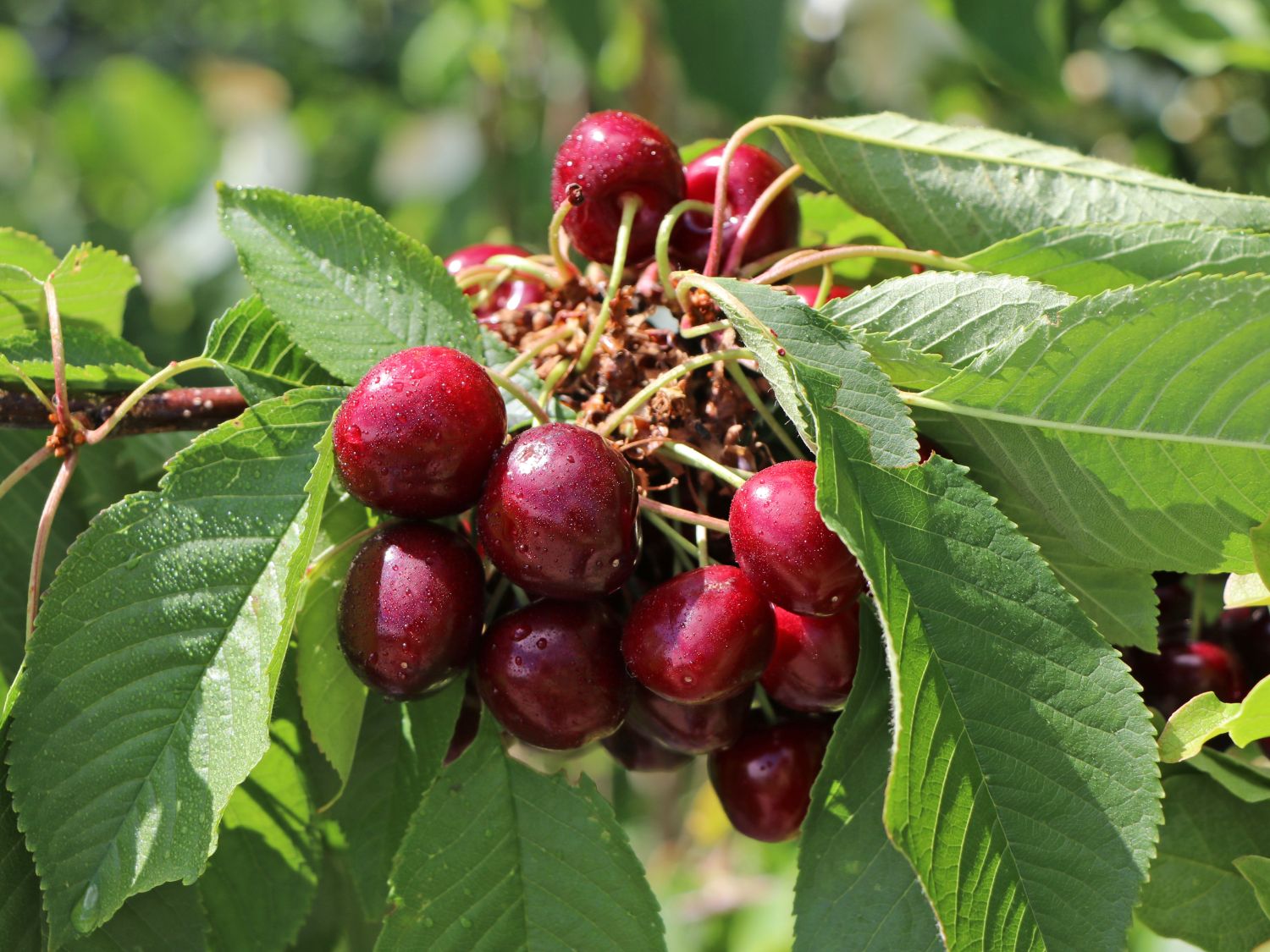 Sauerkirsche 'Heimanns Konservenweichsel'