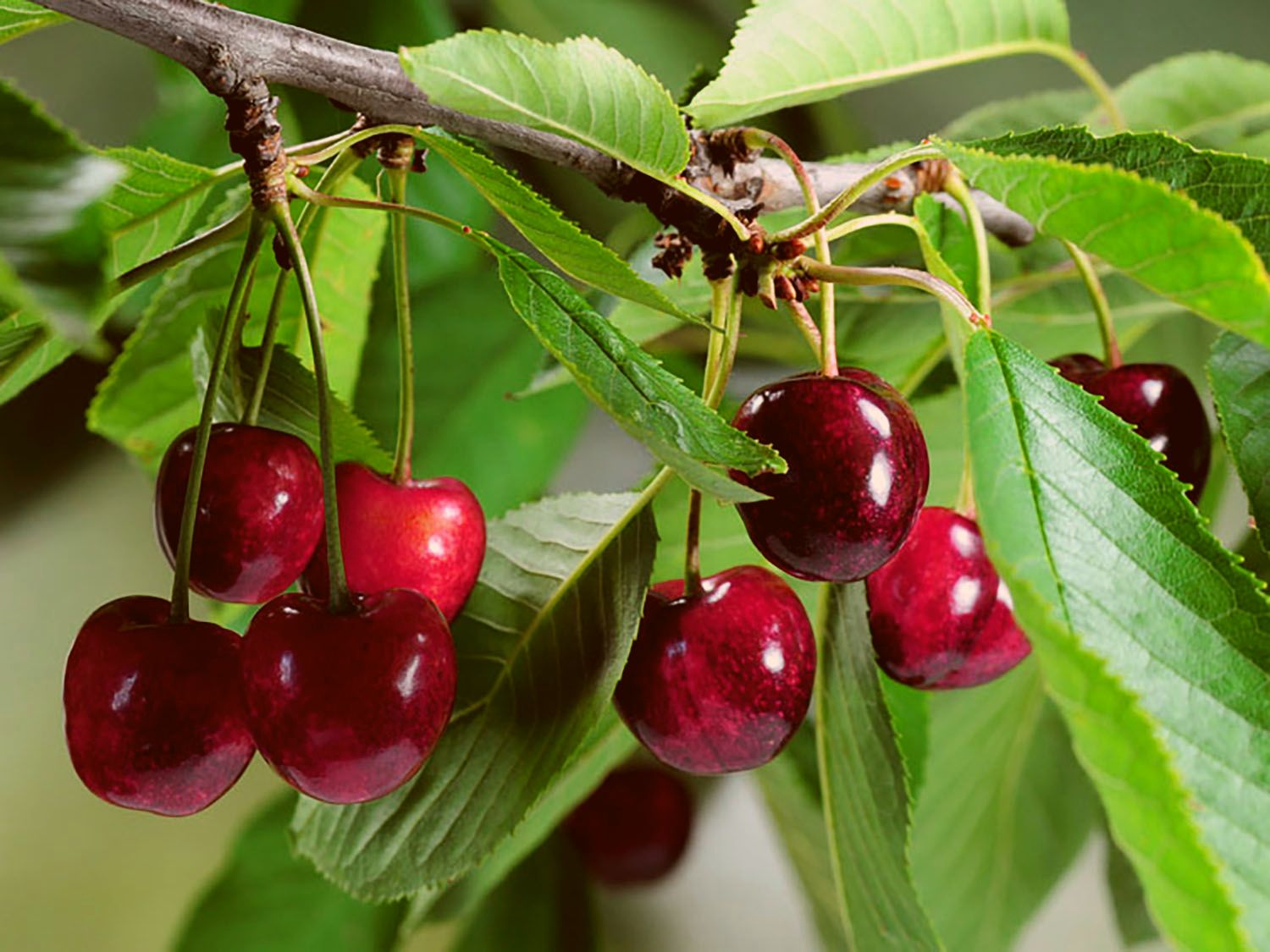 Sauerkirsche 'Karneol'