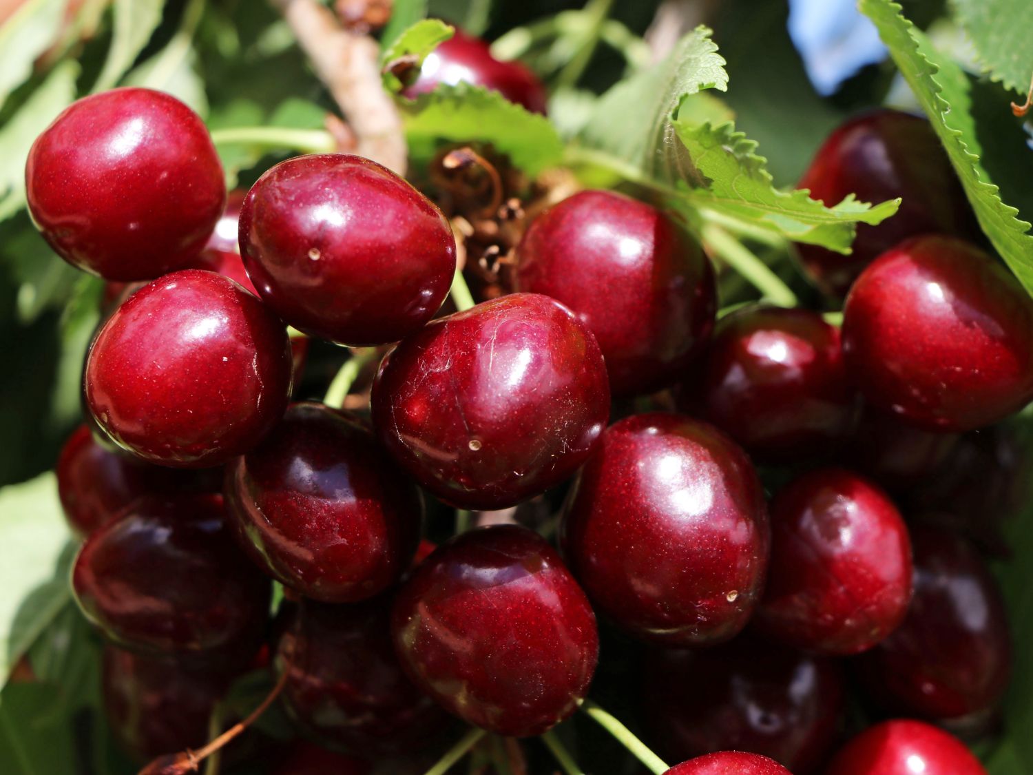 Sauerkirsche 'Köröser Weichsel'