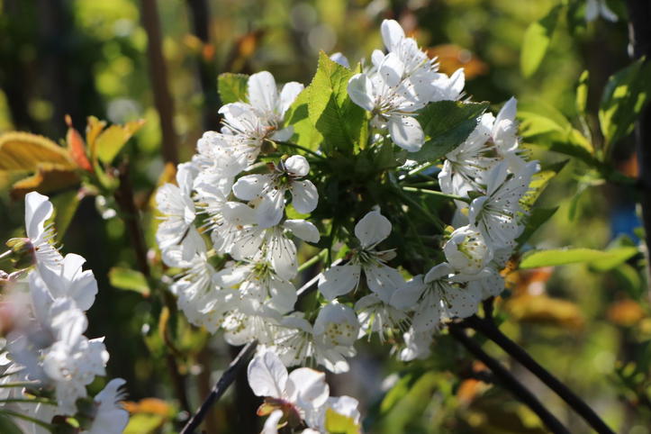 Sauerkirsche 'Köröser Weichsel' - Prunus 'Köröser Weichsel ...