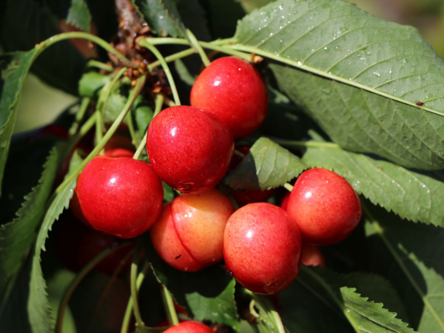 Sauerkirsche 'Meteor'