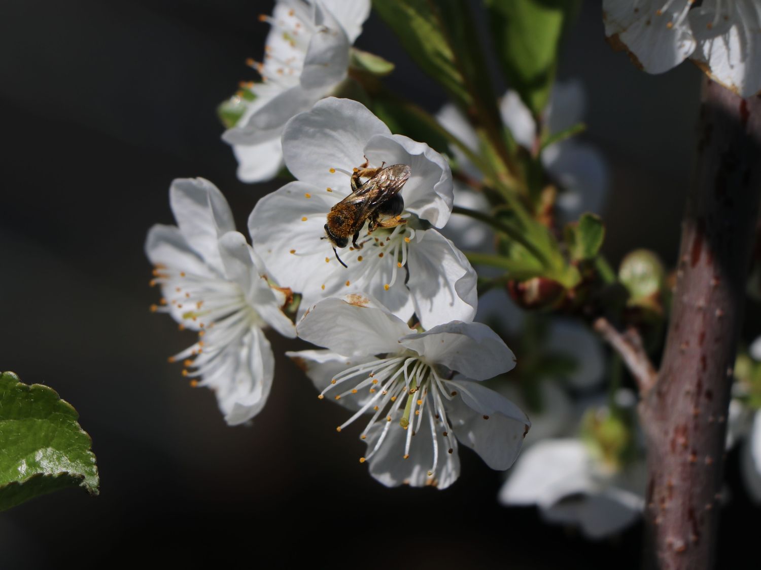 Sauerkirsche 'Morellenfeuer' / 'Kelleriis 16' - Prunus 'Morellenfeuer' / 'Kelleriis 16'