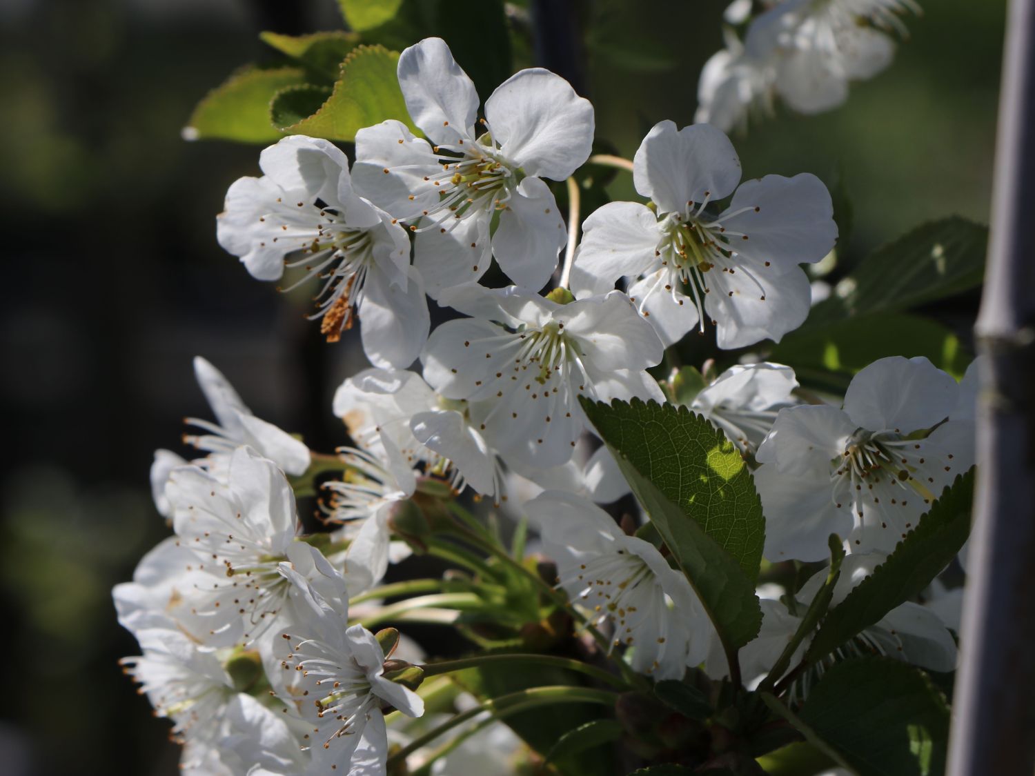 Sauerkirsche 'Morellenfeuer' / 'Kelleriis 16' - Prunus 'Morellenfeuer' / 'Kelleriis 16'