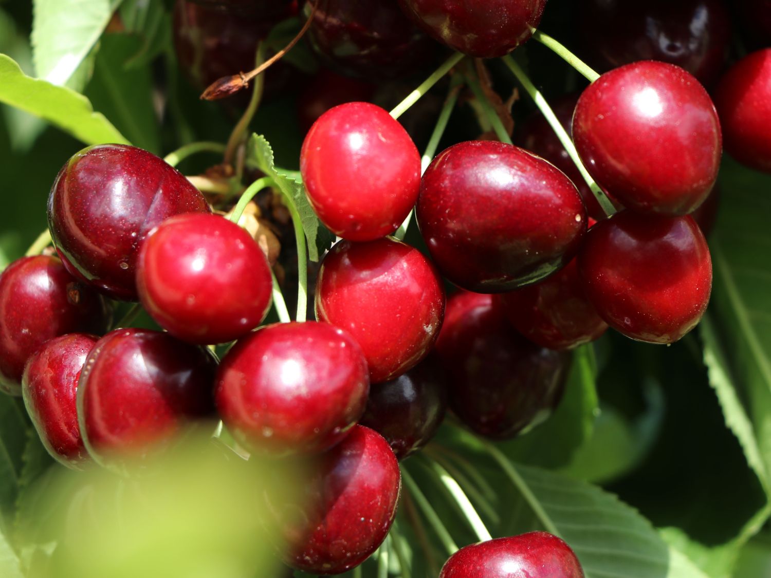 Sauerkirsche 'Morellenfeuer' / 'Kelleriis 16' - Prunus 'Morellenfeuer' / 'Kelleriis 16'