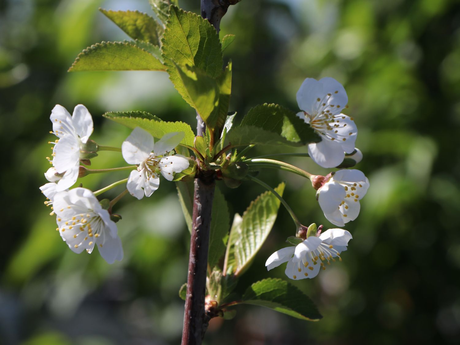 Sauerkirsche 'Morellenfeuer' / 'Kelleriis 16' - Prunus 'Morellenfeuer' / 'Kelleriis 16'