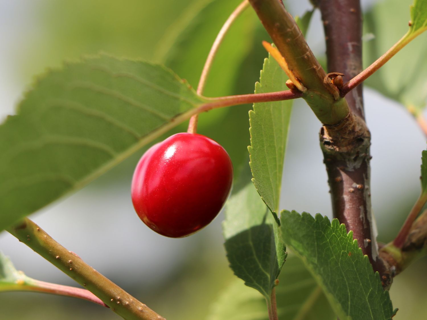 Sauerkirsche 'Morellenfeuer' / 'Kelleriis 16' - Prunus 'Morellenfeuer' / 'Kelleriis 16'