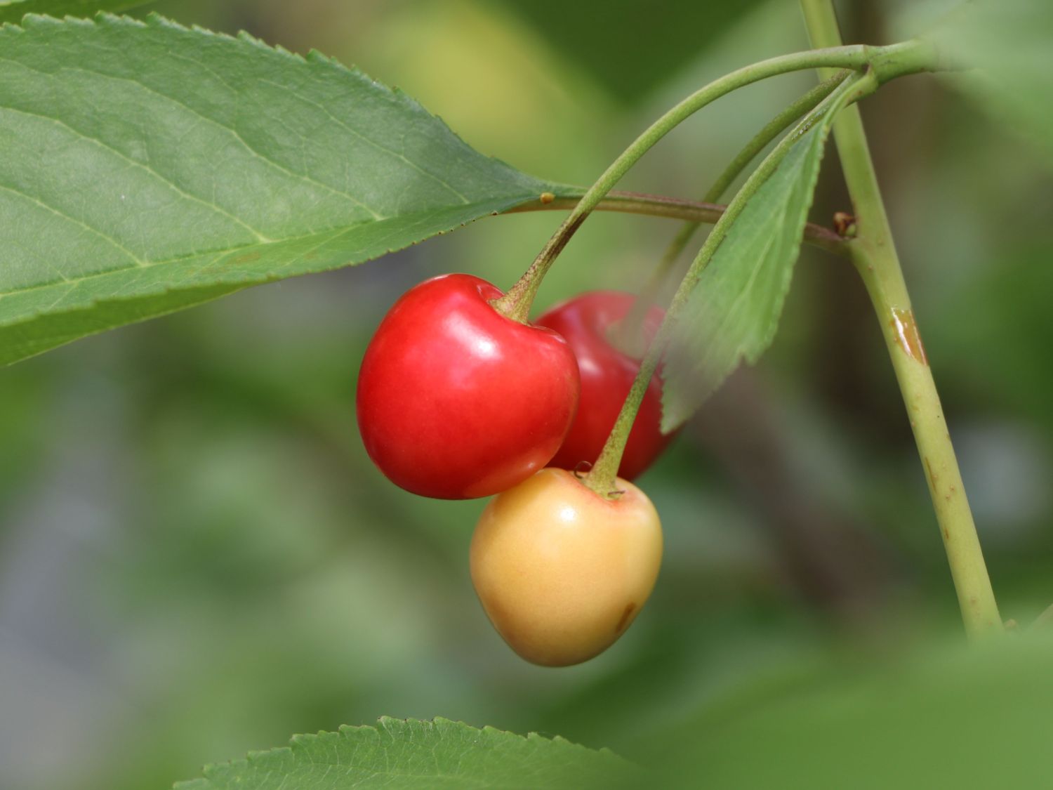 Sauerkirsche 'Morellenfeuer' / 'Kelleriis 16' - Prunus 'Morellenfeuer' / 'Kelleriis 16'