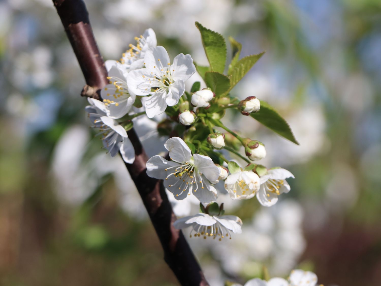 Sauerkirsche 'Morellenfeuer' / 'Kelleriis 16' - Prunus 'Morellenfeuer' / 'Kelleriis 16'
