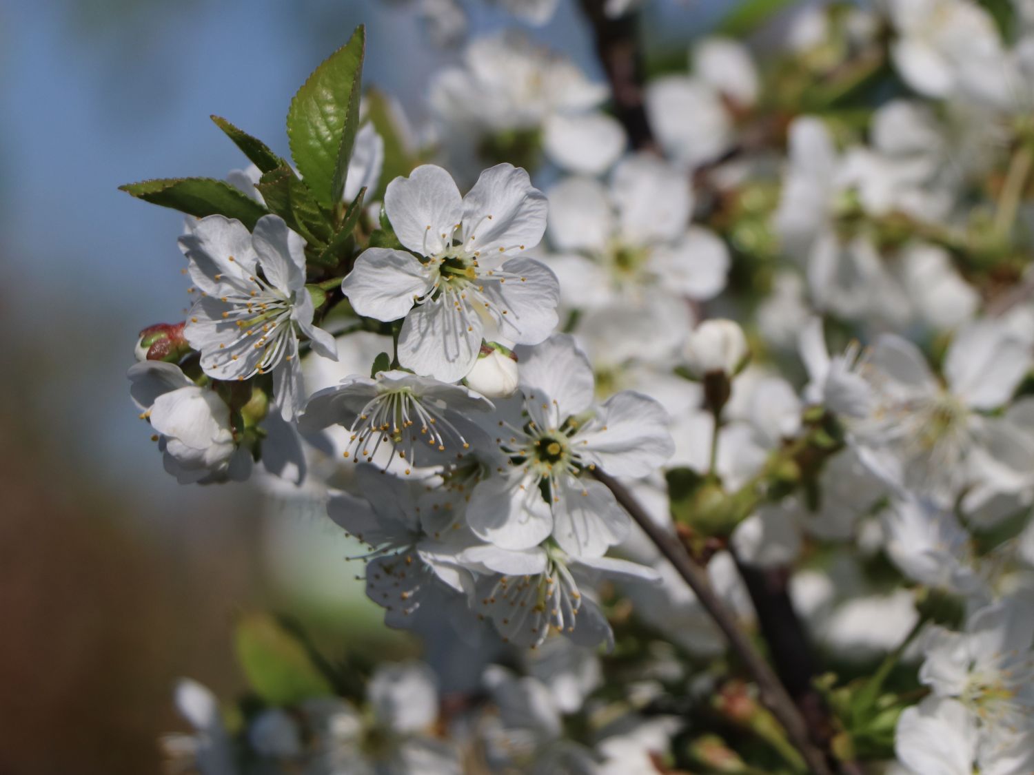 Sauerkirsche 'Morellenfeuer' / 'Kelleriis 16' - Prunus 'Morellenfeuer' / 'Kelleriis 16'