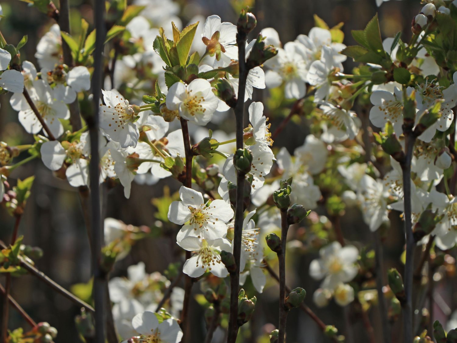 Sauerkirsche 'Morellenfeuer' / 'Kelleriis 16' - Prunus 'Morellenfeuer' / 'Kelleriis 16'