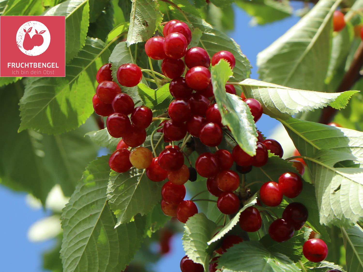 Sauerkirsche 'Schattenmorelle' Fruchtbengel ® Prunus cerasus