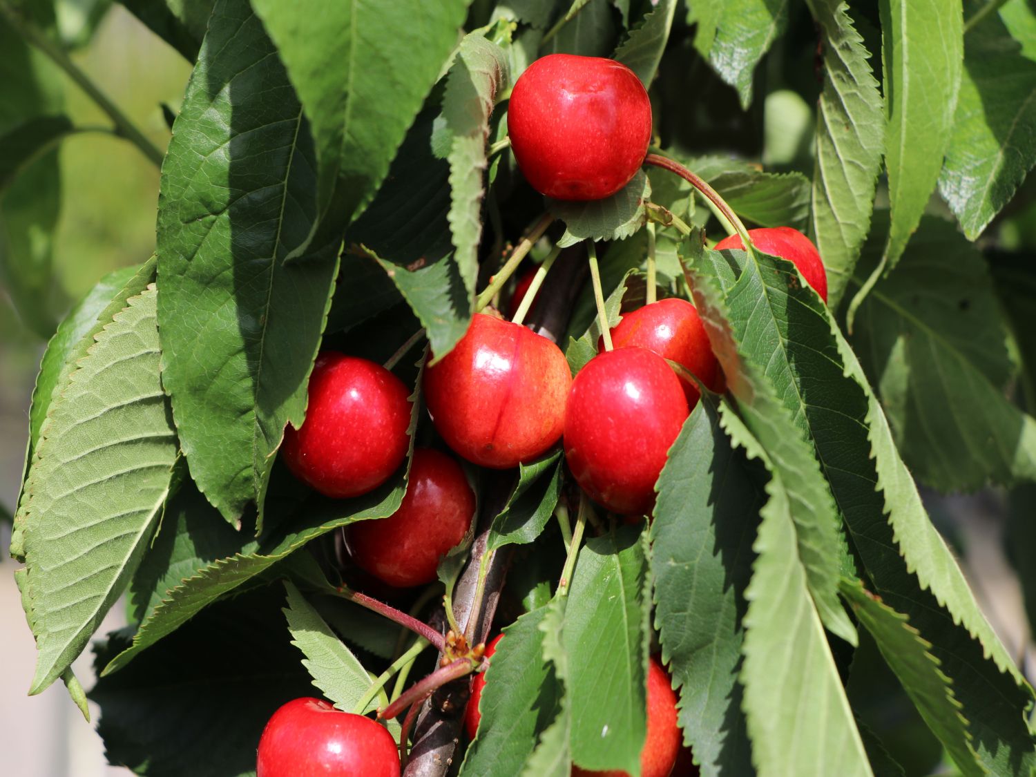 Sauerkirsche 'Schattenmorelle' / 'Lange Lotkirsche' - Prunus 'Schattenmorelle' / 'Lange Lotkirsche'