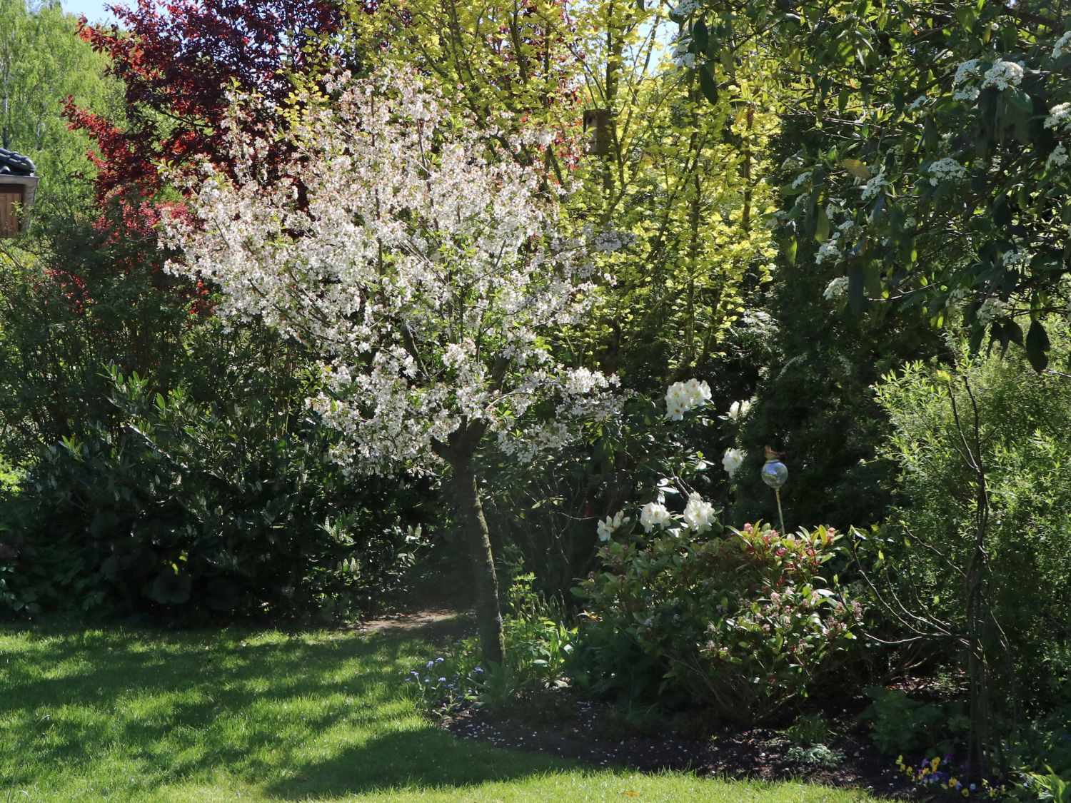 Sauerkirsche 'Schattenmorelle' / 'Lange Lotkirsche' - Prunus 'Schattenmorelle' / 'Lange Lotkirsche'