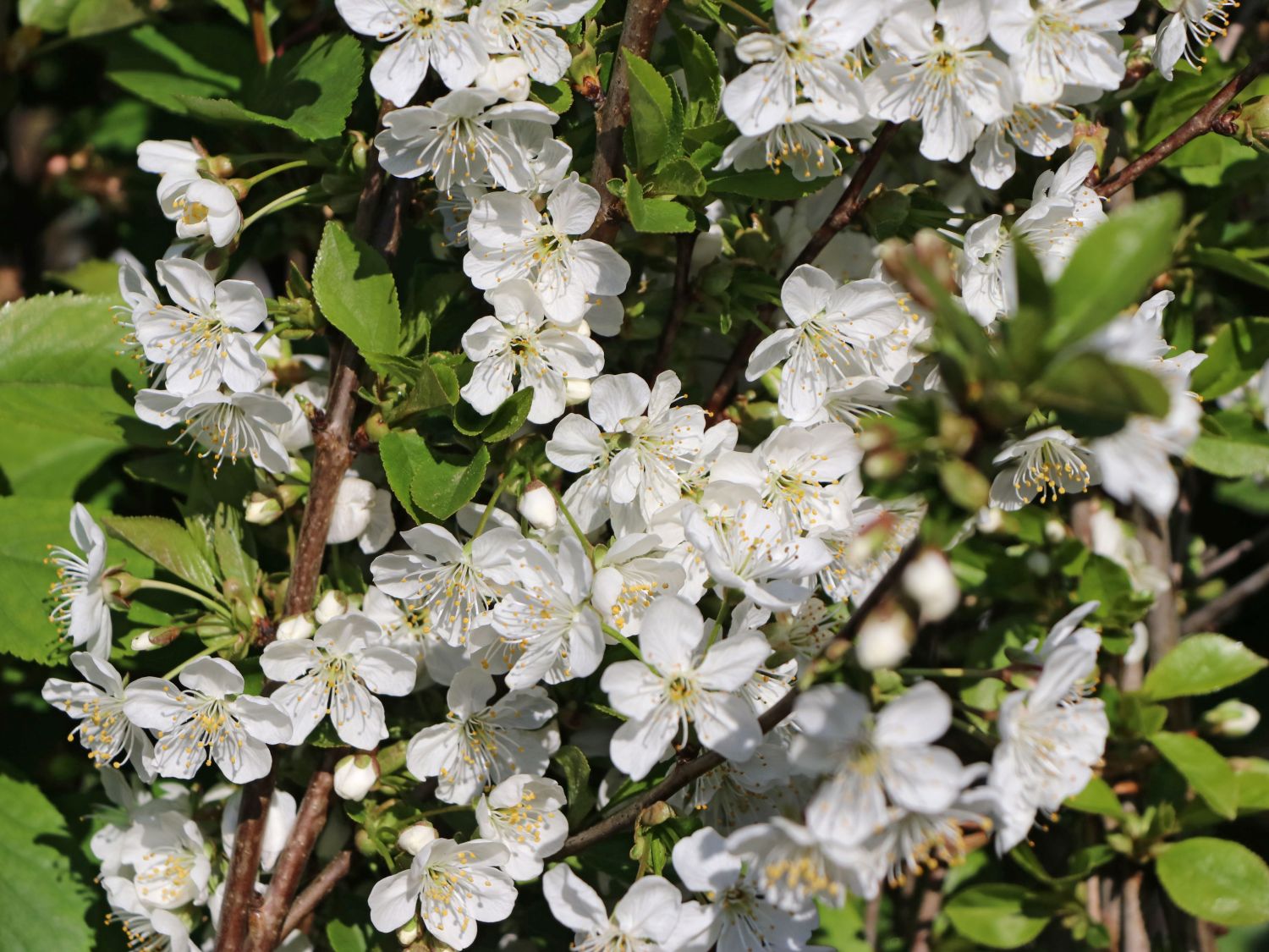 Sauerkirsche 'Schattenmorelle' / 'Lange Lotkirsche' - Prunus 'Schattenmorelle' / 'Lange Lotkirsche'