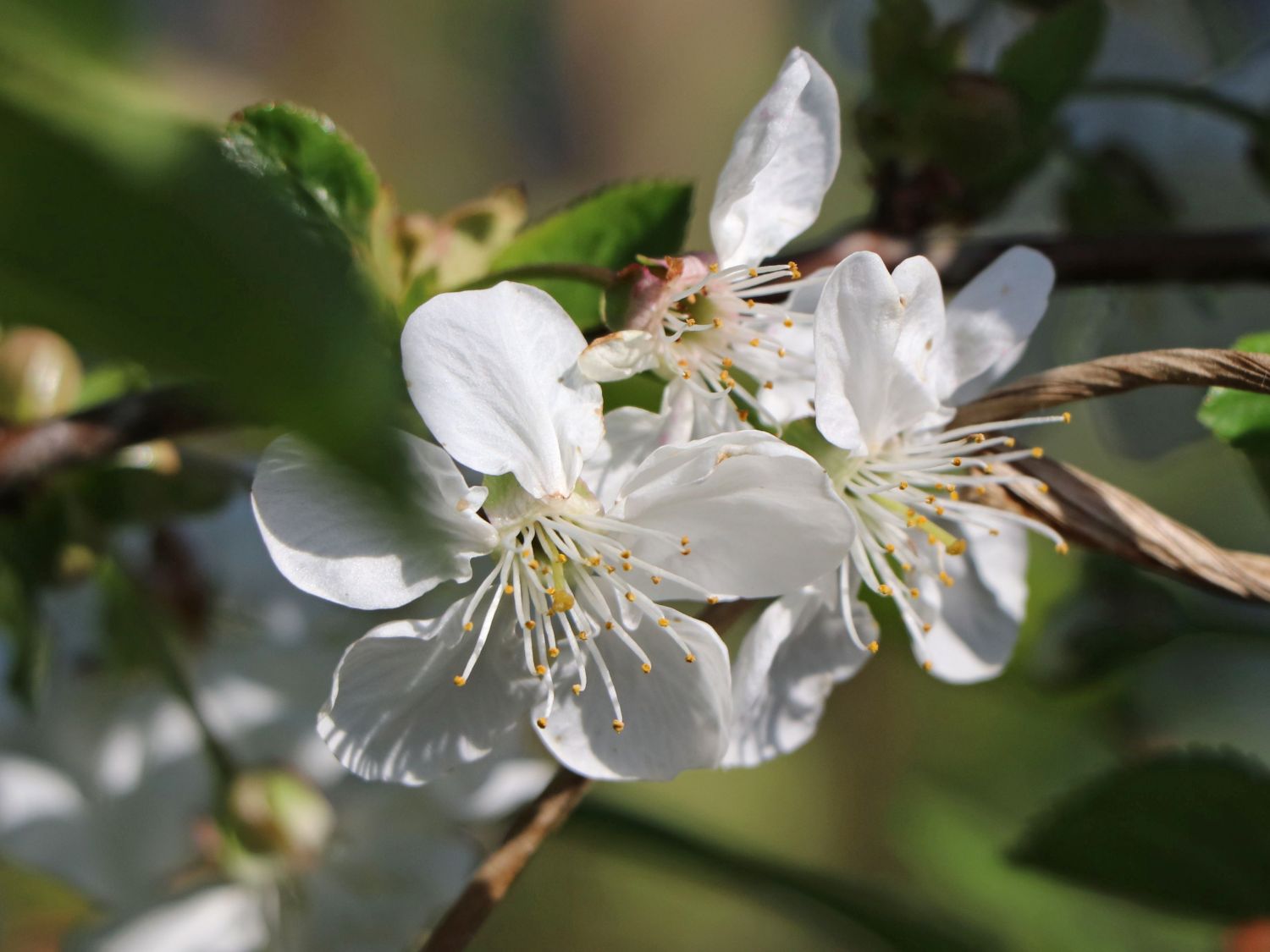 Sauerkirsche 'Schattenmorelle' / 'Lange Lotkirsche' - Prunus 'Schattenmorelle' / 'Lange Lotkirsche'
