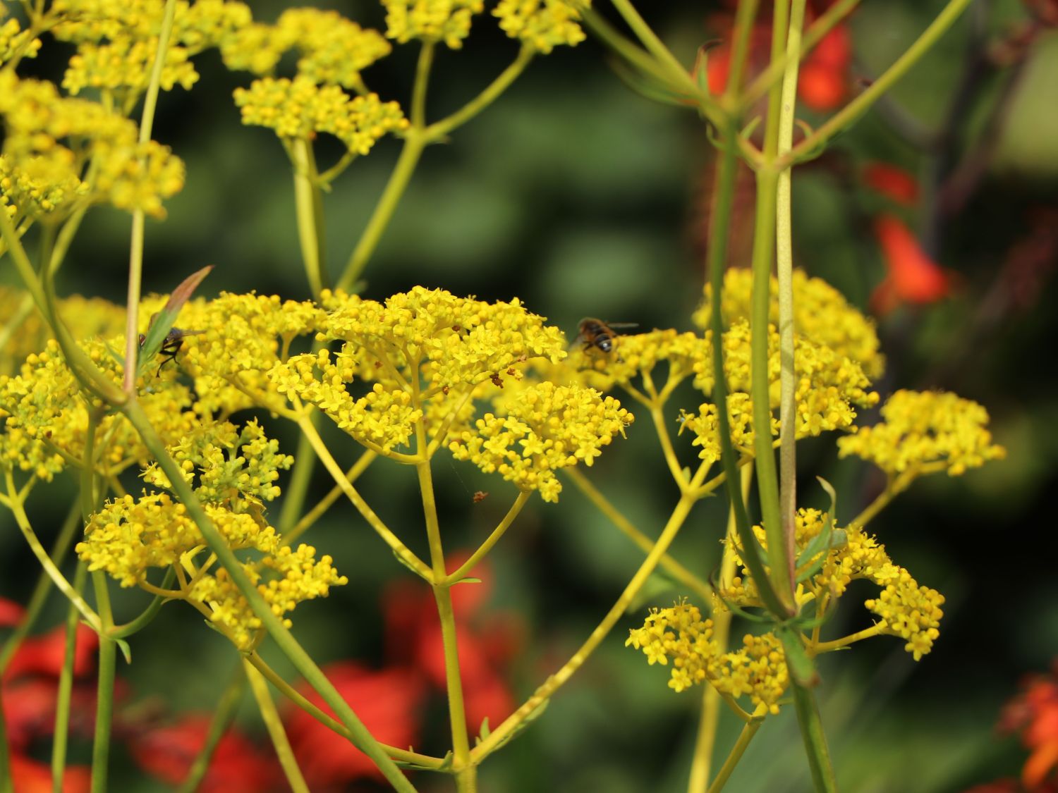 Goldbaldrian (Patrinia)