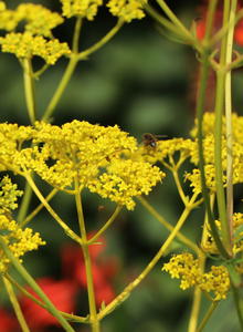 Goldbaldrian (Patrinia)