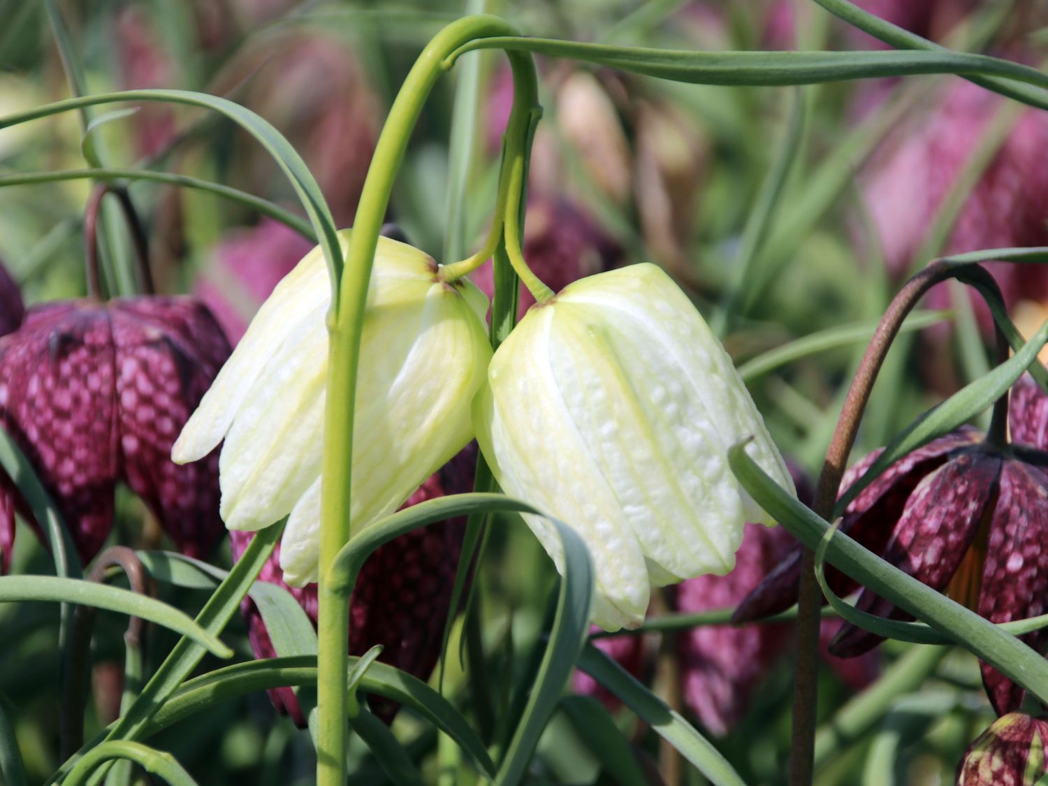 Schachbrettblume 'Alba'